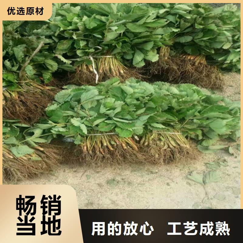 价格低的甜宝草莓苗品牌厂家