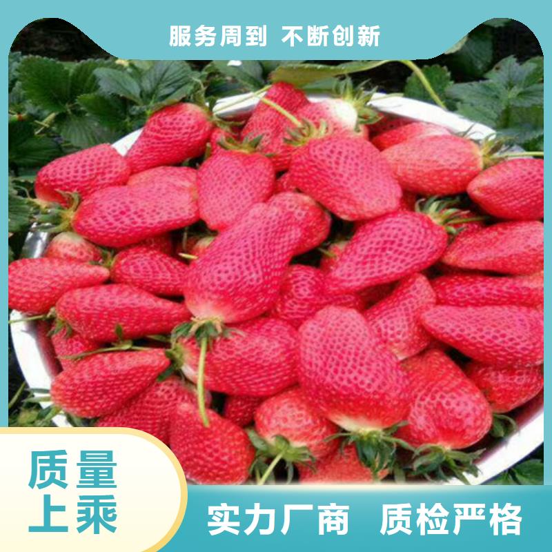 我想买菠萝草莓苗，菠萝草莓苗2025已更新(今天/动态)