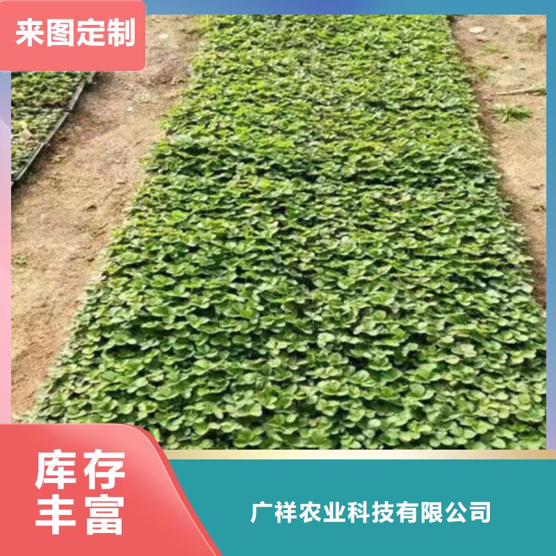 【草莓苗】冬桃树苗超产品在细节