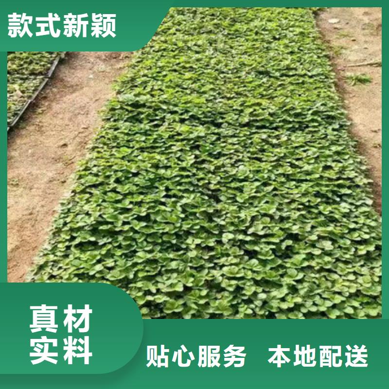 【草莓苗桃树苗基地优质材料厂家直销】