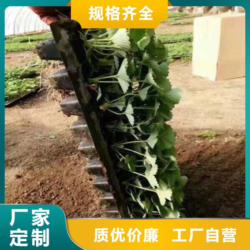 草莓苗草莓苗价格定金锁价