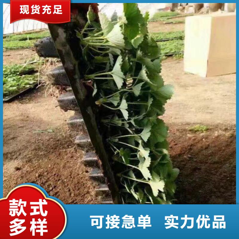 草莓苗_草莓苗价格厂家售后完善