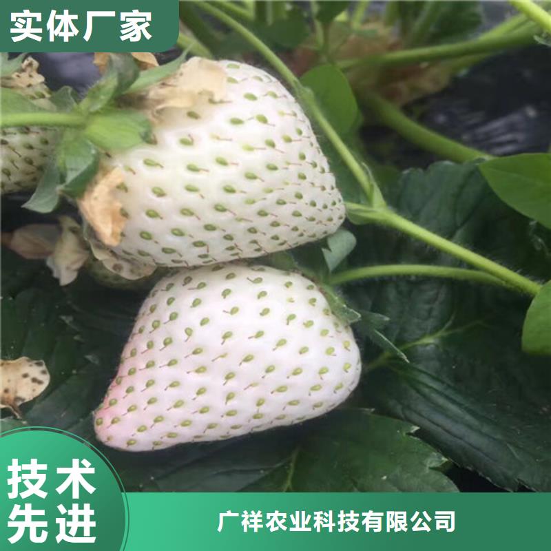 草莓苗,油蟠桃树苗当日价格