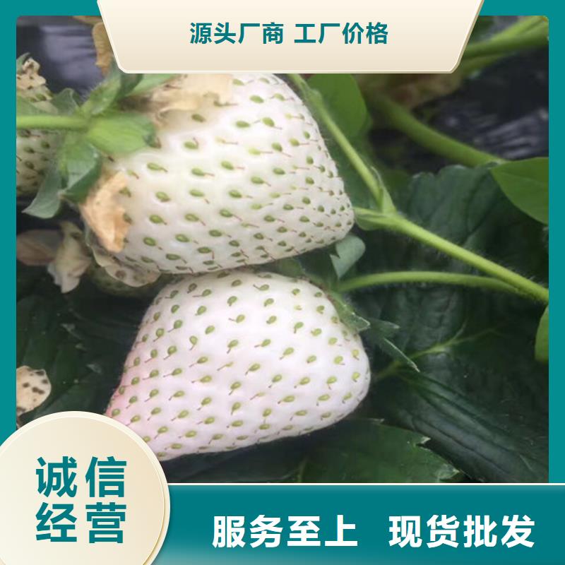 可信赖的奶油草莓苗厂家