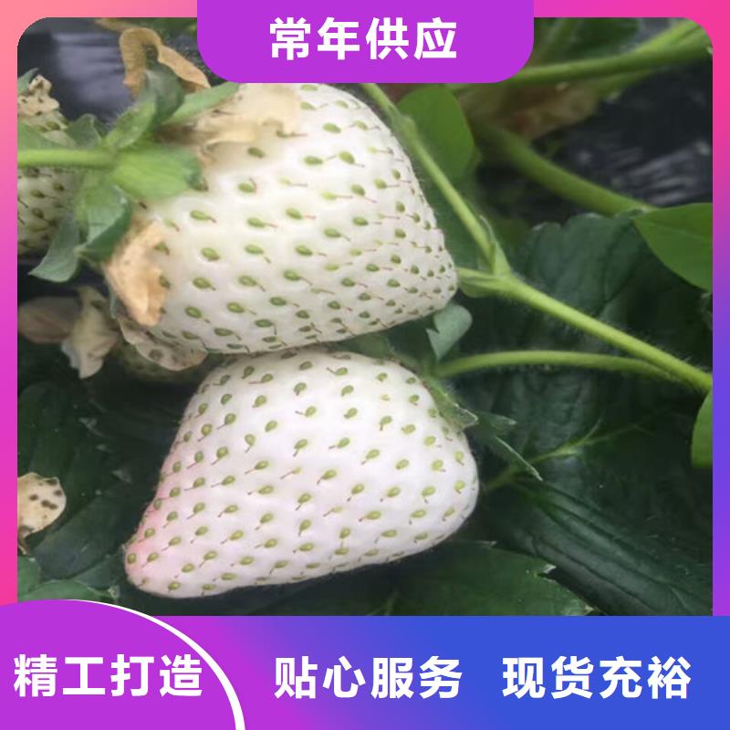 草莓苗,【艾琳娜西梅树苗】严选好货