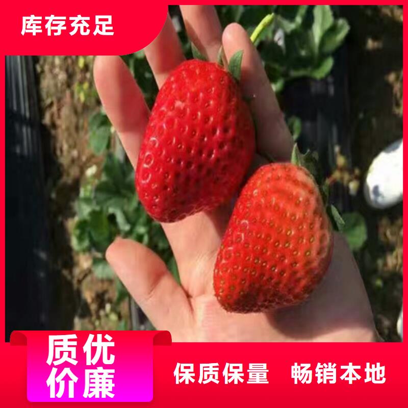 巧克力草莓苗