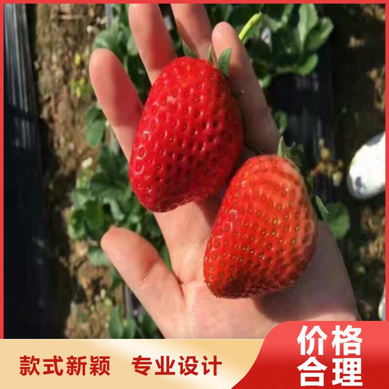 草莓苗草莓苗价格用心做好每一件产品