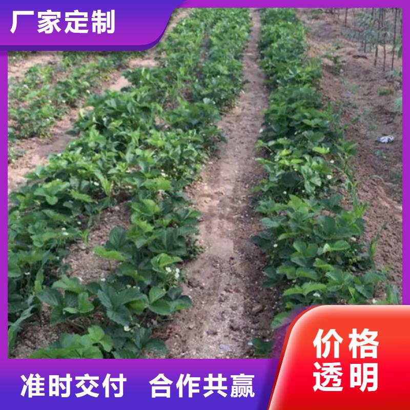 草莓苗果树苗批发基地对质量负责