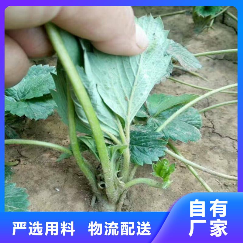 草莓苗-大棚草莓苗拒绝伪劣产品