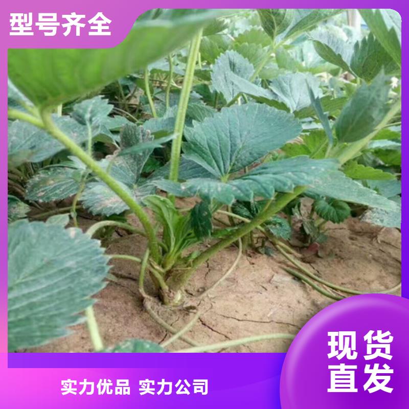 草莓苗徐香猕猴桃树苗厂家工艺先进