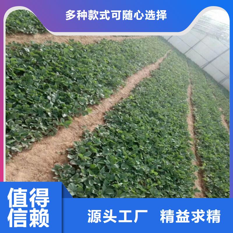 草莓苗,红富士苹果树苗用心做好每一件产品