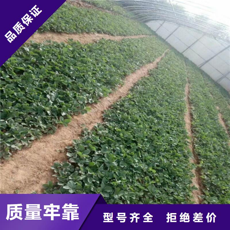 出售甜查理草莓苗，甜查理草莓苗培育基地