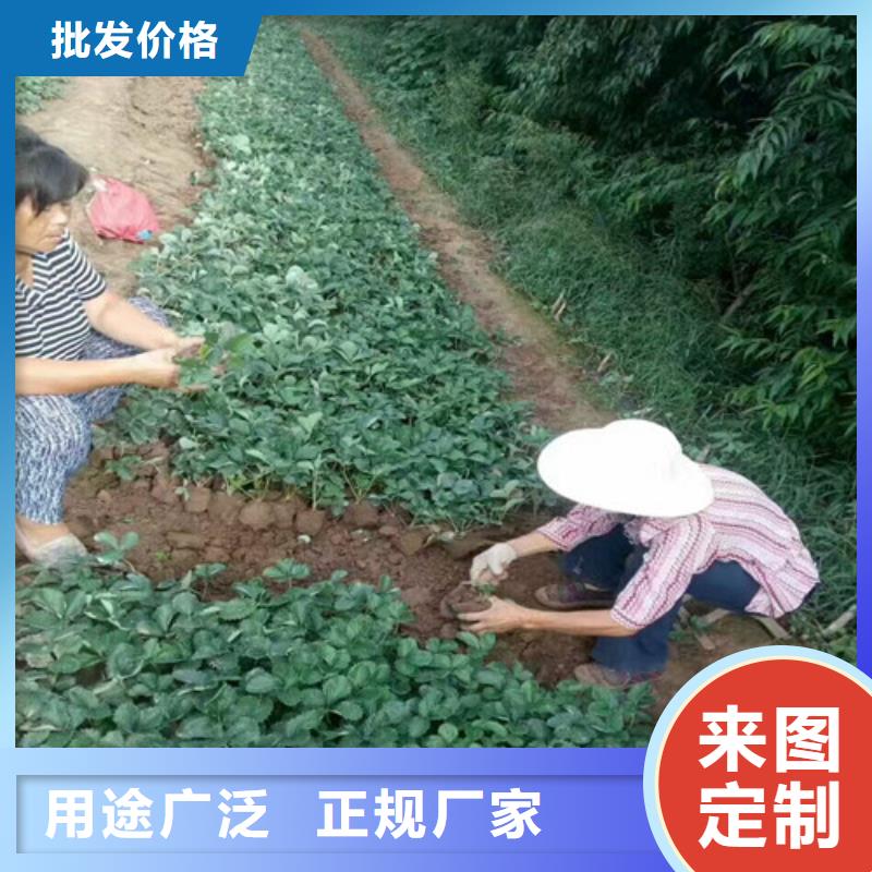 陵水县桃熏草莓苗哪里纯正