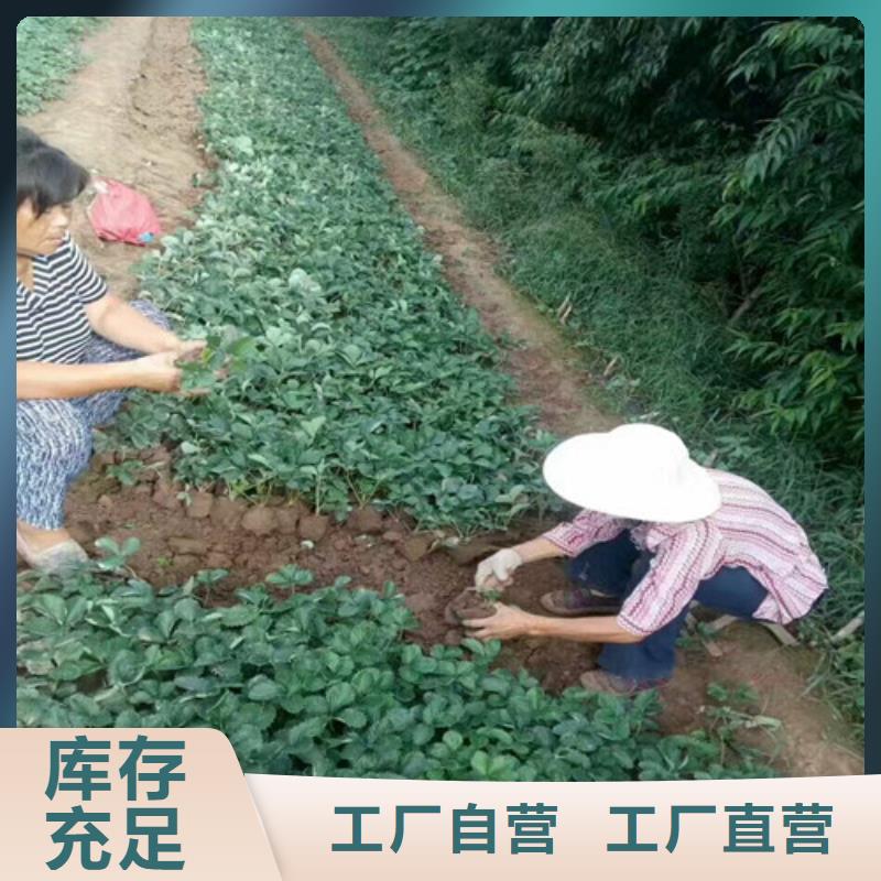 草莓苗【大棚草莓苗】无中间商厂家直销