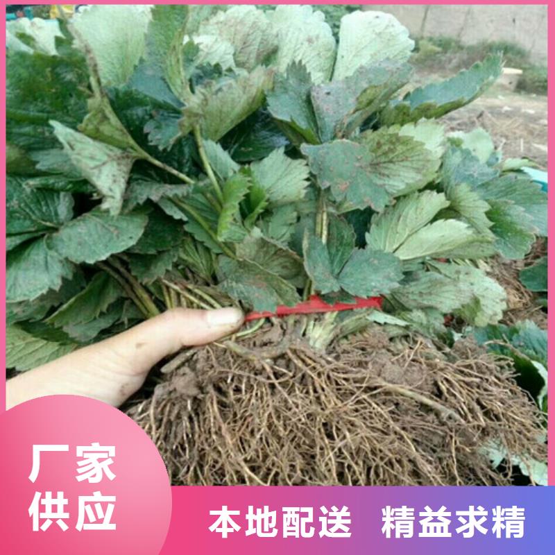 宁玉草莓苗品种选择