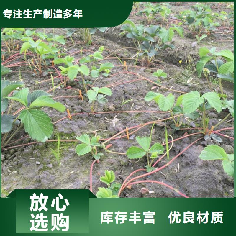 草莓苗果树苗批发基地对质量负责