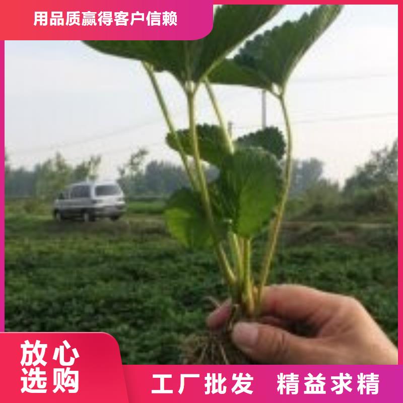 草莓苗【大棚草莓苗】无中间商厂家直销