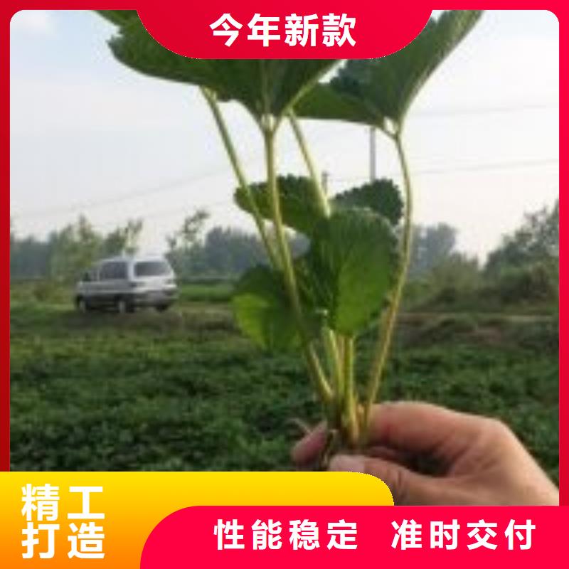 草莓苗-艾琳娜西梅树苗定制定做