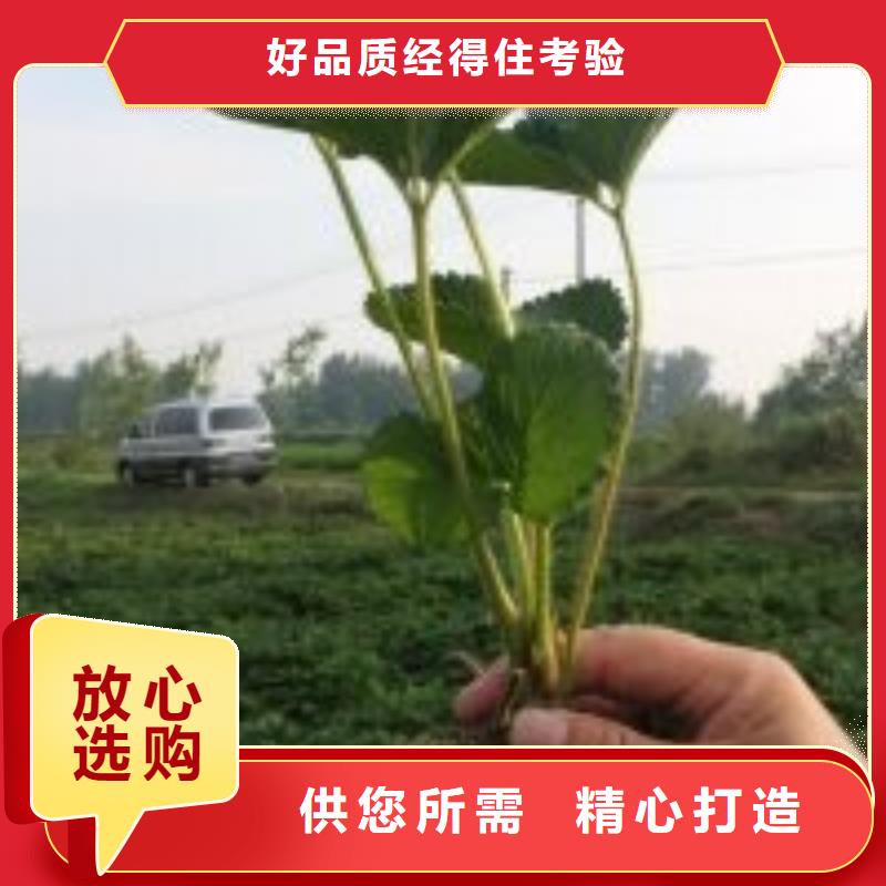 白果草莓苗常年供货