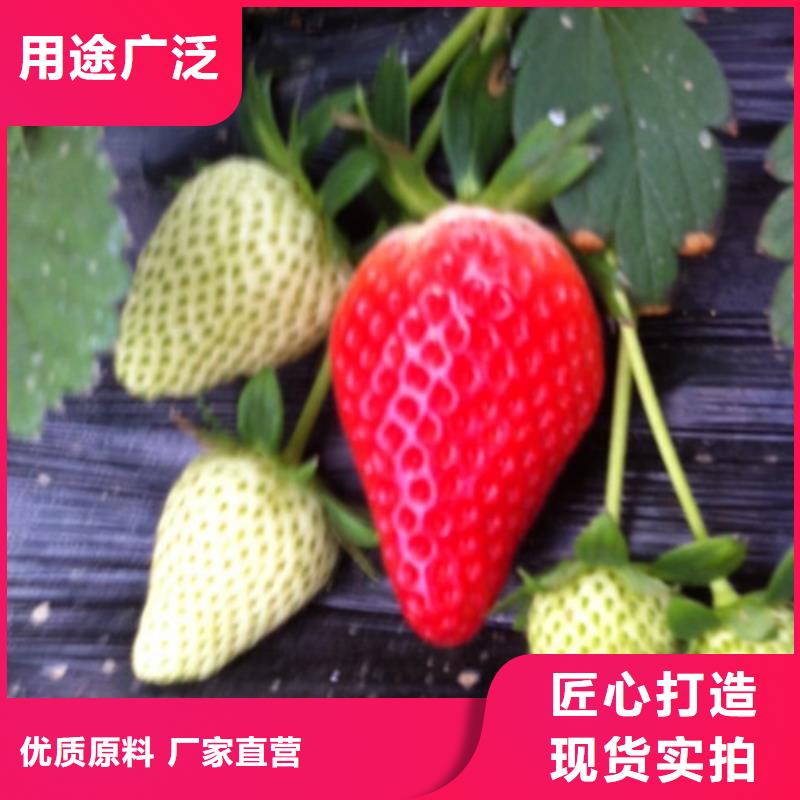 草莓苗梨树苗品牌大厂家