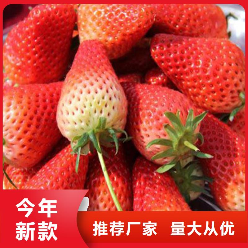 草莓苗白桃树苗优良材质
