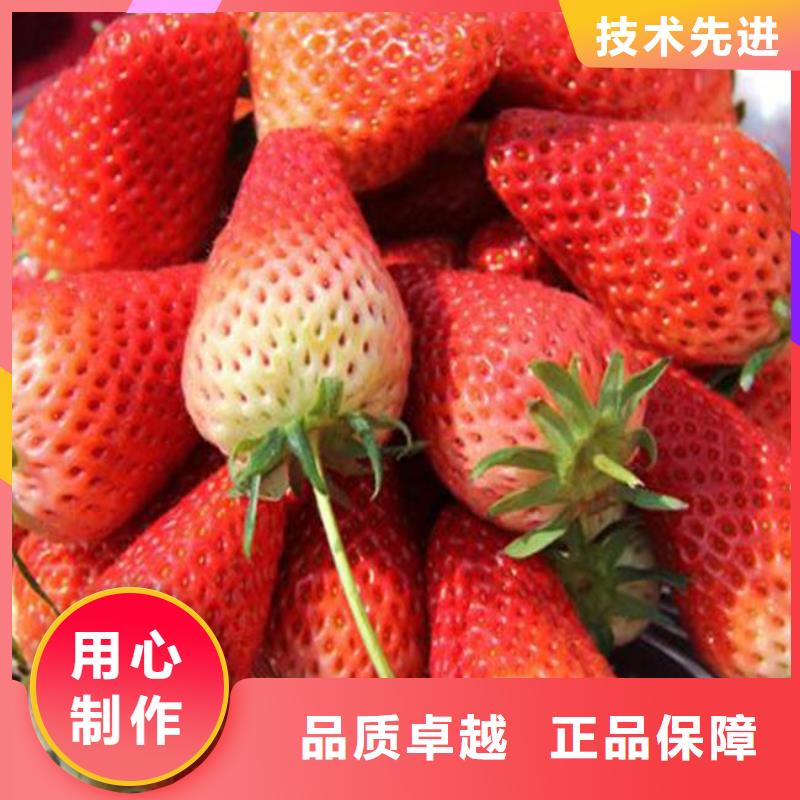 红99草莓苗品种选择