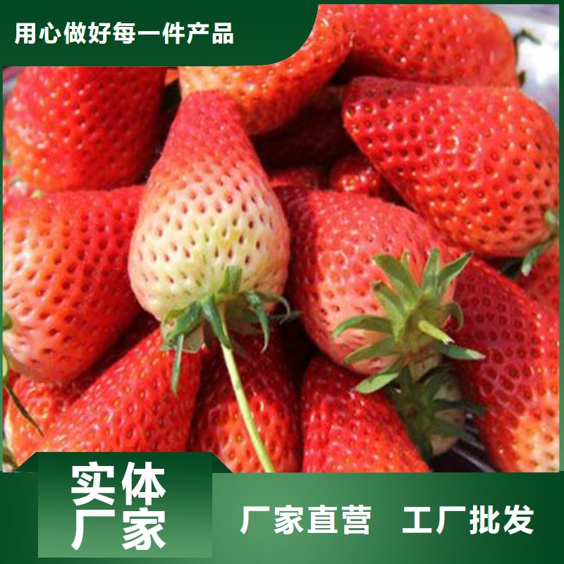 草莓苗-梨树苗基地用品质说话