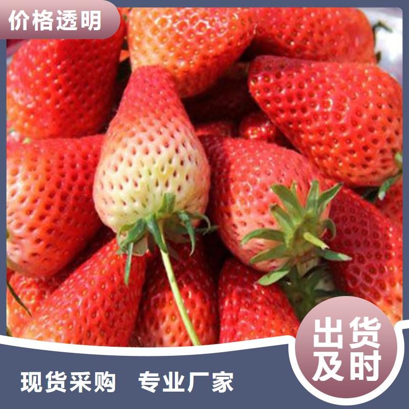 奶油草莓苗2024已更新(今日/动态)