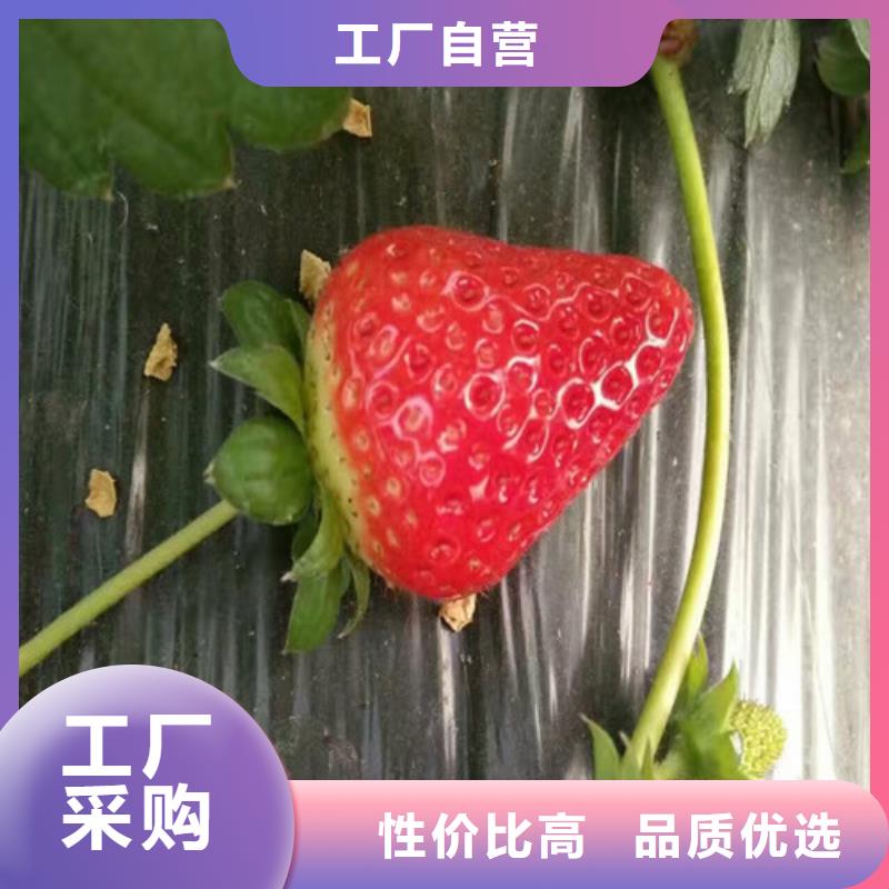 甜宝草莓苗直供厂家