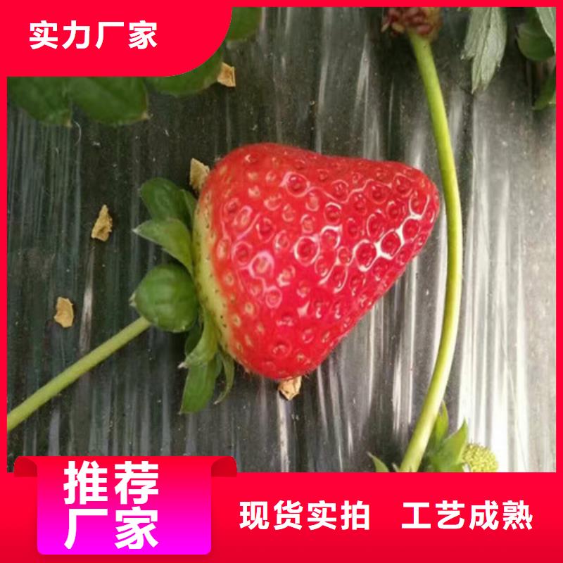 红99草莓苗采购认准大厂