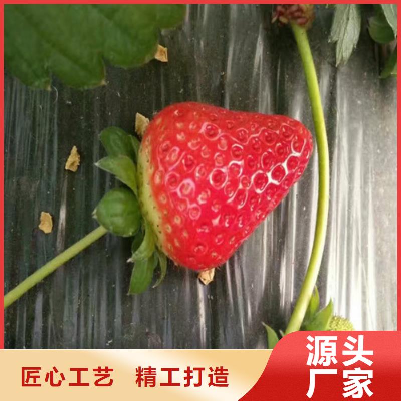 甜宝草莓苗直供厂家