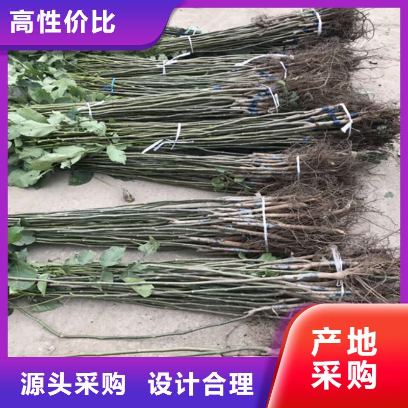 丰香核桃树苗栽植密度