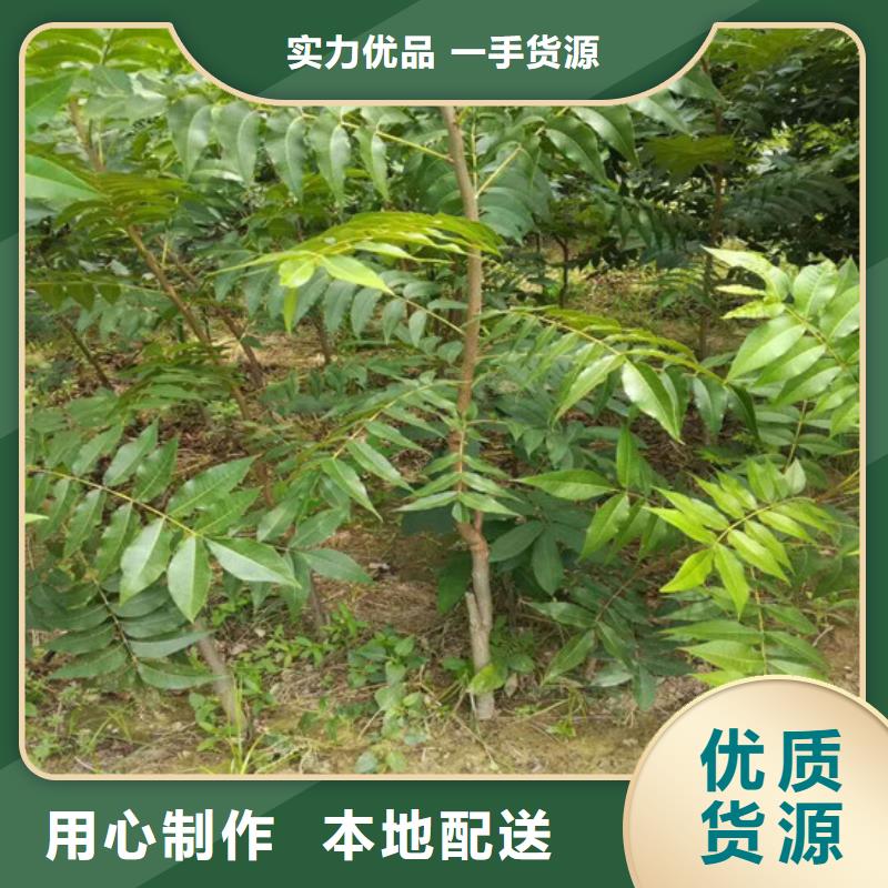 【核桃苗果树苗批发基地量大更优惠】