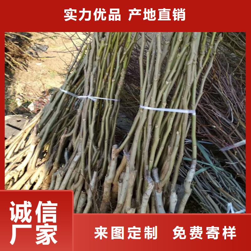 核桃苗无花果树苗品质无所畏惧