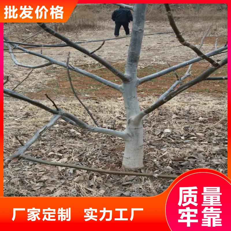 核桃苗_香椿树苗诚信厂家