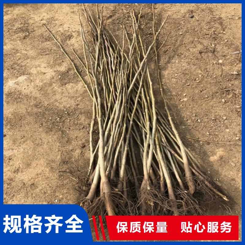 维吾尔自治区核桃树种植品种选择