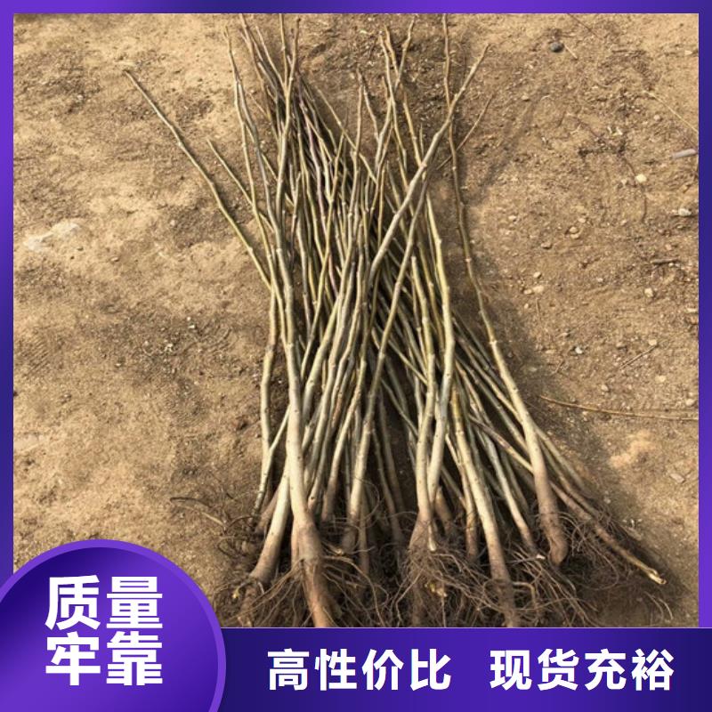 核桃苗-黑珍珠草莓苗大厂生产品质