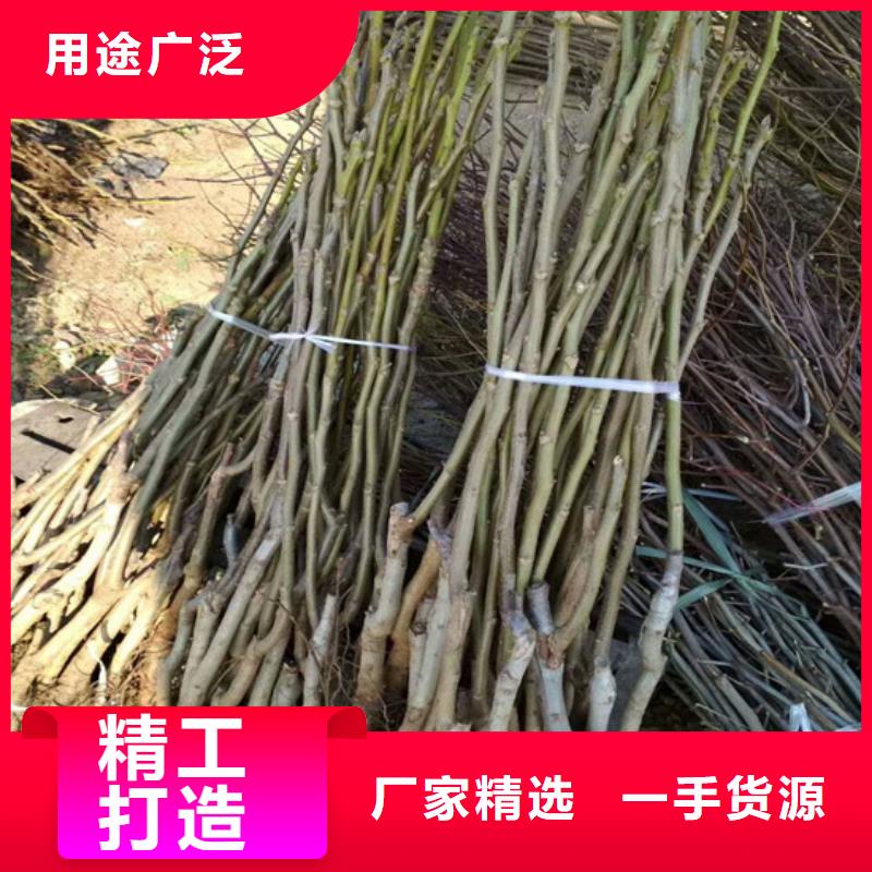 核桃苗,【草莓苗价格】资质认证