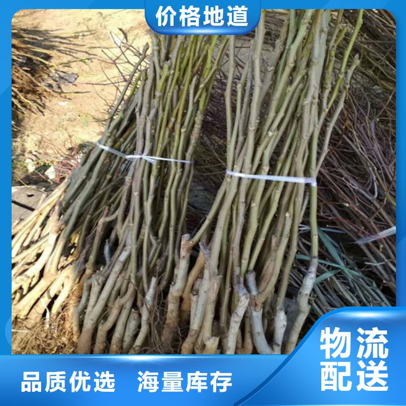 丰香核桃树苗栽植密度