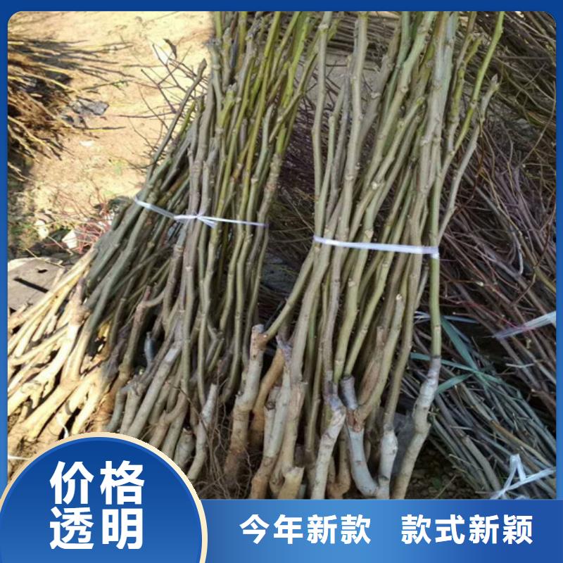 丰香核桃树苗栽植密度