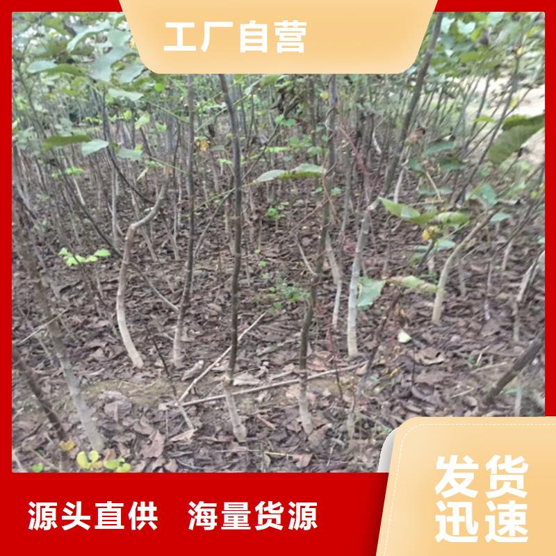 核桃苗_黄金苹果树苗基地品质保证