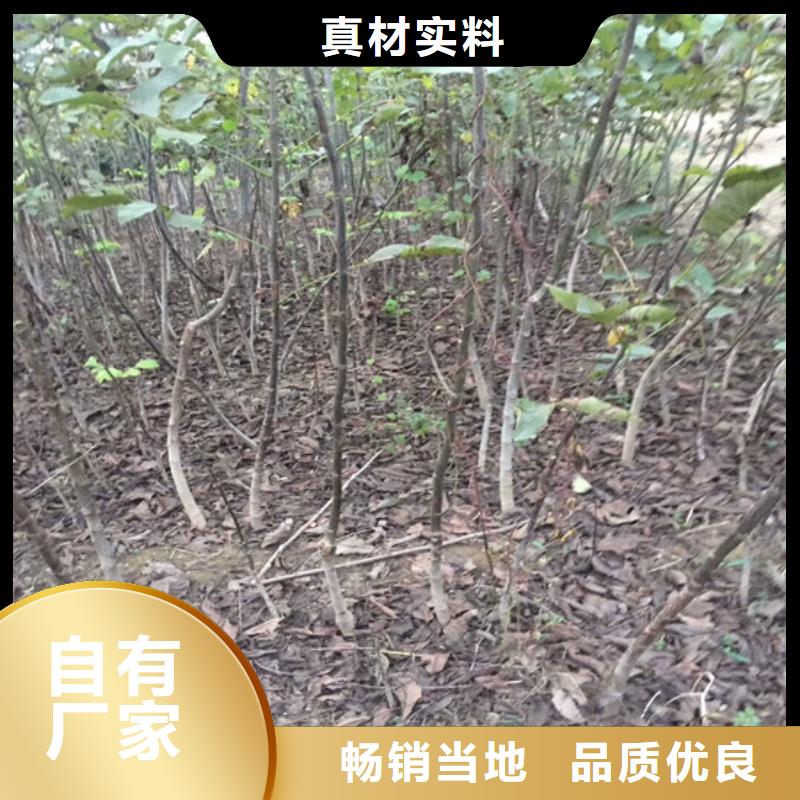 核桃苗桃树苗定制零售批发