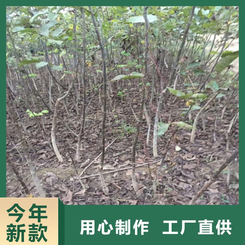 【核桃苗苹果苗严选用料】