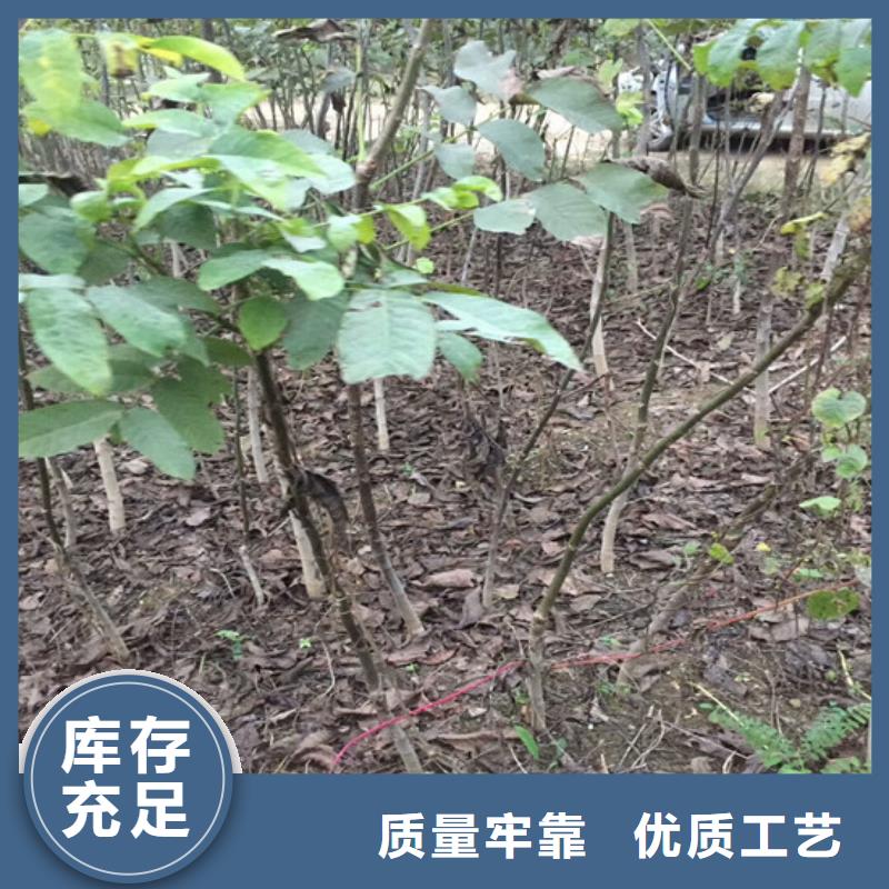 【核桃苗苹果苗严选用料】