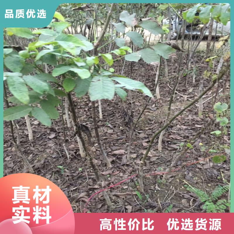 【核桃苗】无花果树苗品质可靠