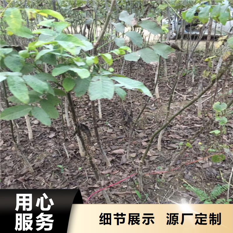 核桃苗桃树苗基地厂家销售