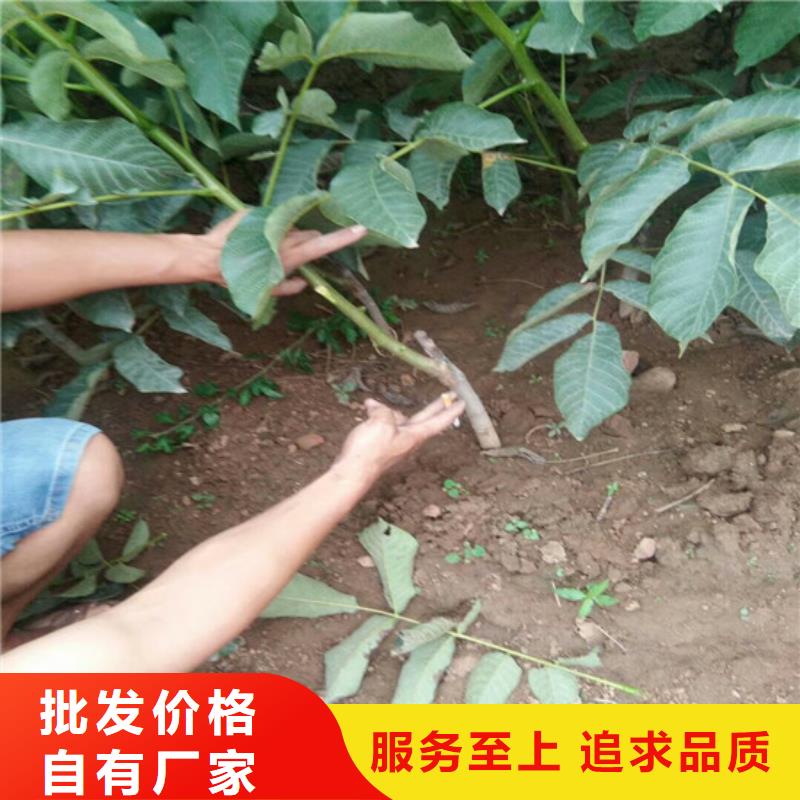 【核桃苗苹果苗严选用料】