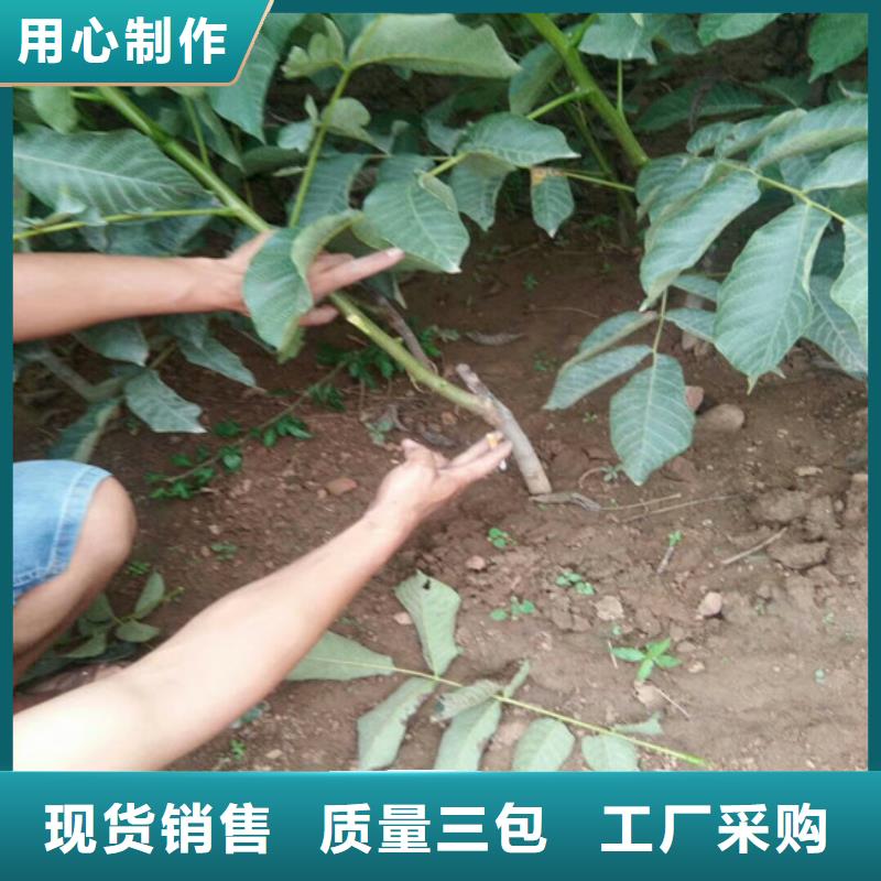 核桃苗_珍珠枣油桃树苗今日价格