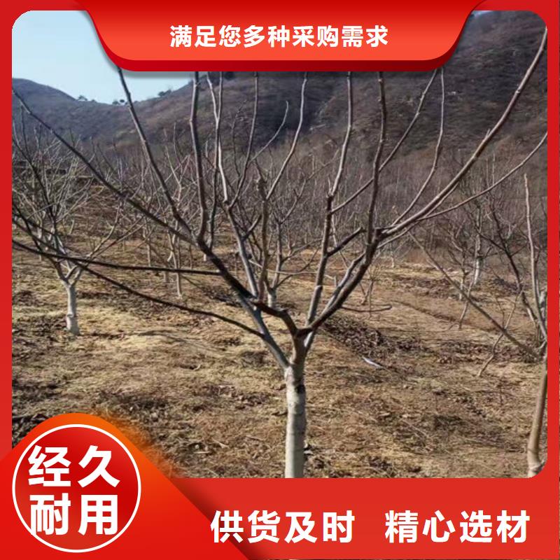 碧根果树苗批发