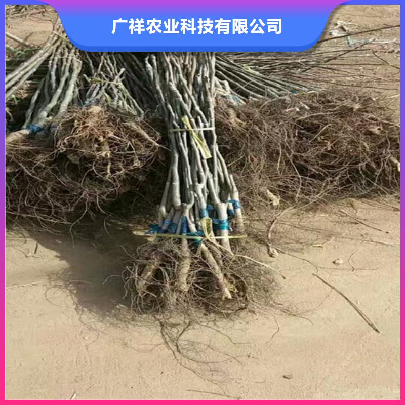 核桃苗_黄金苹果树苗基地品质保证